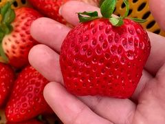 -盒马鲜生(南门口1662店)