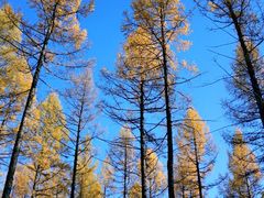 -塞罕坝国家级自然保护区