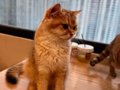 -有喵·猫咖·狗咖·30几只猫10只小狗(岗厦店)