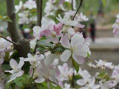 -海棠花溪(元大都城垣遗址公园)