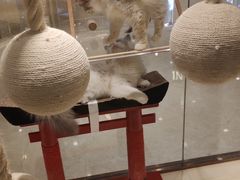-momokira米努特·德文卷毛猫·棉花面纱犬