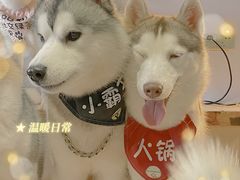 -Husky Go! 哈士奇体验馆·宠物咖啡厅狗咖
