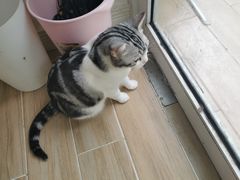 -李小姐の猫咖啡馆(五角场店)