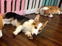 -柯斗斗主题餐厅·狗咖·围炉煮茶·茶饮(国瑞升平里店)