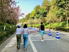 -铁山坪森林公园