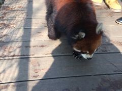 -成都大熊猫繁育研究基地