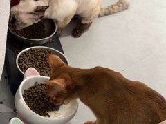 -琪喵猫屋·撸猫猫咖·猫舍