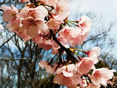 -顾村公园