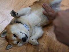-是阿柴呀！柴犬咖啡·爱喵喵猫咖