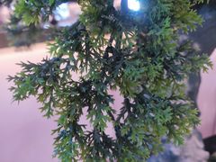 -马家斑.鲜鱼火锅(松湖万科店)