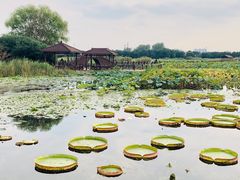 -荷塘月色湿地公园·向阳花洲