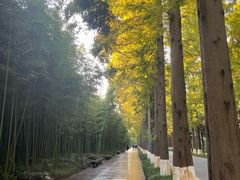 -黄海国家森林公园