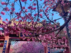 -桃花堤公园