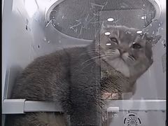 -爱洗澡的猫(望京店)