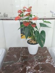 -悟空祛痘·诺奖技术专业店