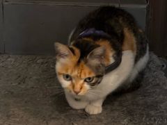 -Again Coffee Roaster(香蜜湖店)