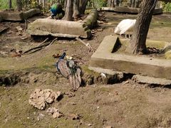 -哈尔滨北方森林动物园