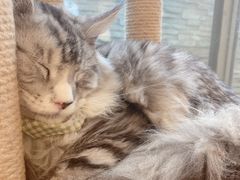 -猫在这儿猫咪咖啡馆·撸猫馆