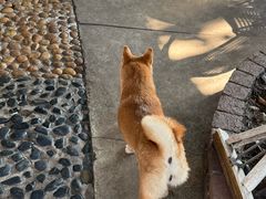 -柴犬高等学院·狗咖·柴犬售卖·宠物训练