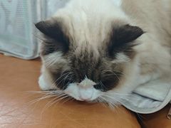 -联合动物医院(光谷诊疗中心)