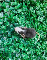 -萌宠亲子动物乐园(槐房万达店)