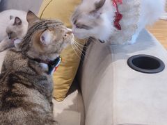 -啵啵喵·猫咖(攀华国际店)
