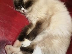 -猫色咖啡·猫咖