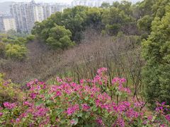 -金鸡山公园