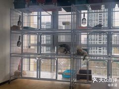 -喵百万·布偶·蓝金金渐层英短·猫舍(百子湾店)