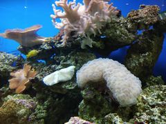 -御唐府海珊瑚主题餐厅