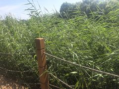 -白渔泡湿地公园