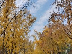 -三里屯东五街银杏大道