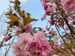 -长白岛森林公园