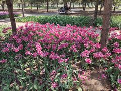 -石家庄市植物园