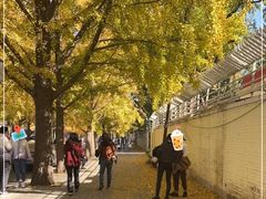 -三里屯东五街银杏大道