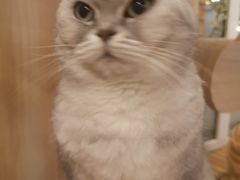 -猫的茶·猫咖