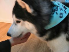 海参-Husky Go! 哈士奇体验馆·宠物咖啡厅狗咖