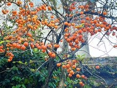 -吴作人艺术馆