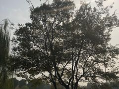 -映月湖中央公园