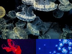 -海合安武汉极地海洋公园
