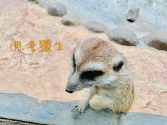 -杭州野生动物世界