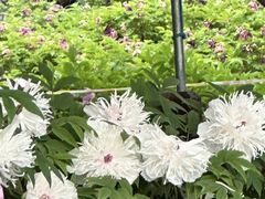 -洛阳市隋唐城遗址植物园