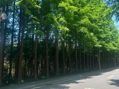 -日照海滨国家森林公园