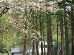 -上海共青森林公园