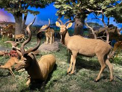 -国家自然博物馆