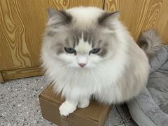 -四月宠物医院·猫专科·心脏专科·内科(转塘店)