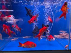 -清平路水族市场