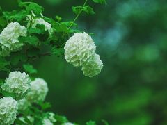 -国家植物园