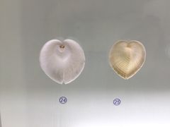 贝壳博物馆-青岛贝壳博物馆
