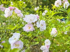 -贡湖湾湿地公园